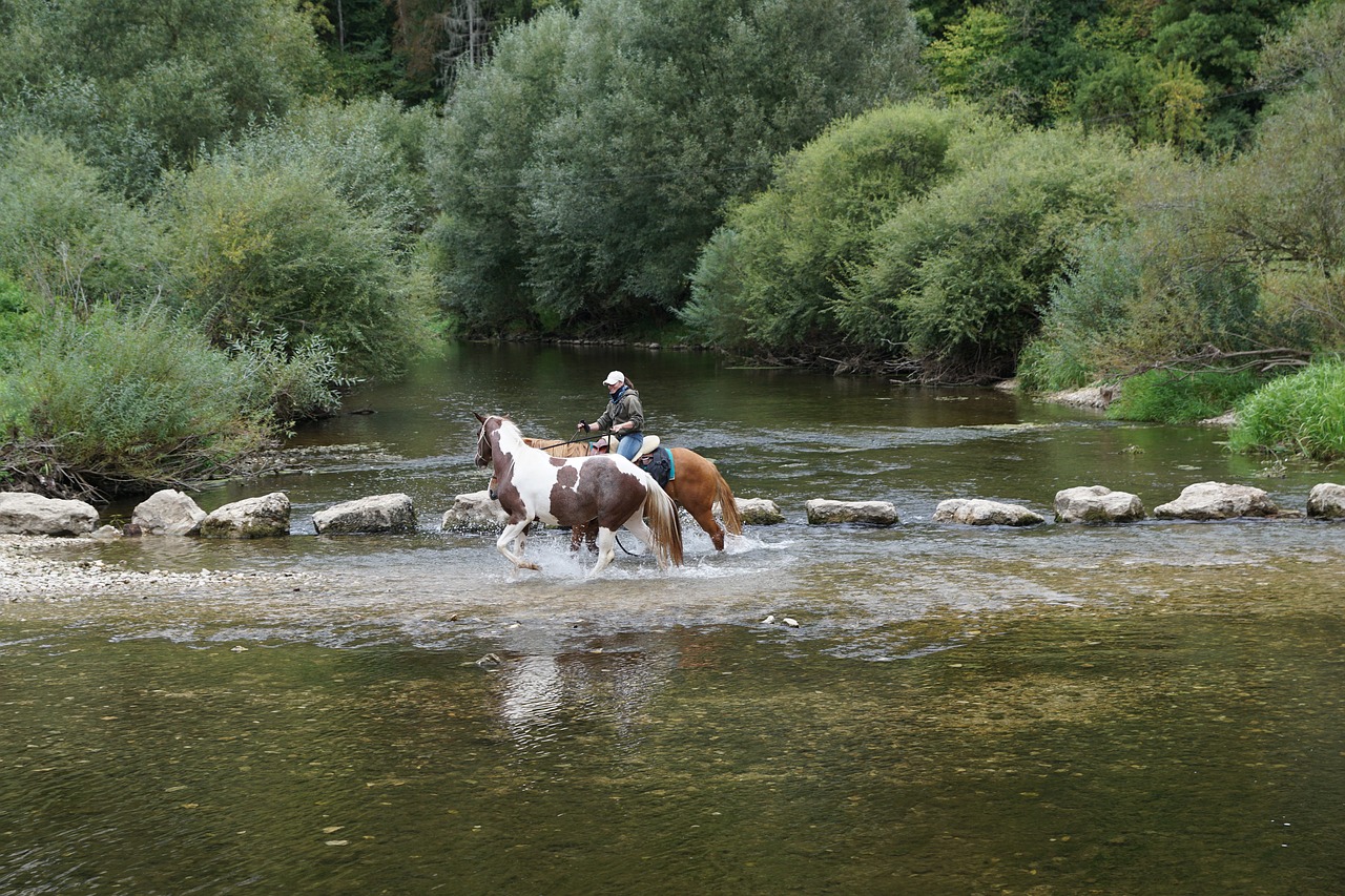 horses danube water free photo