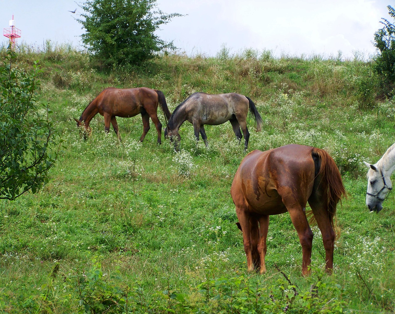 horses stud ungulates free photo