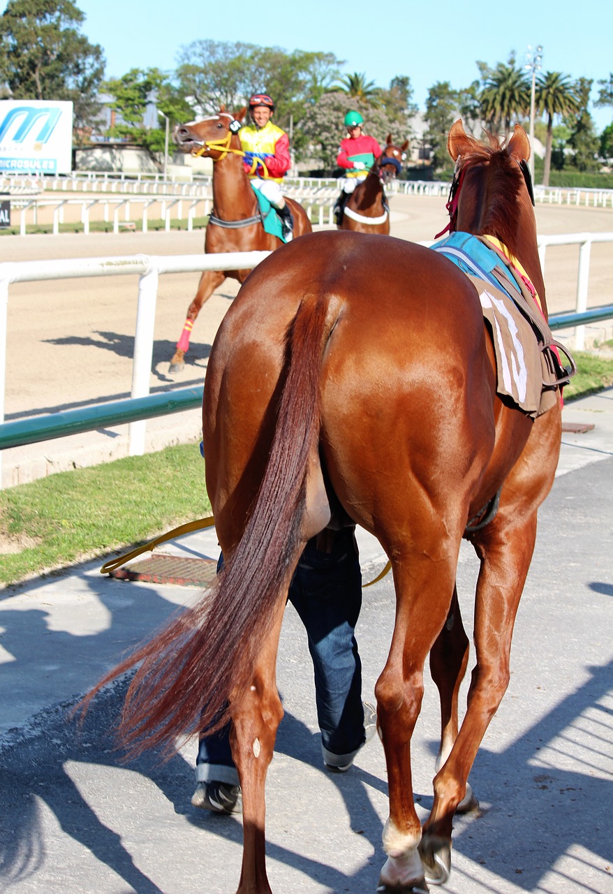 horses horse racing thoroughbreds free photo
