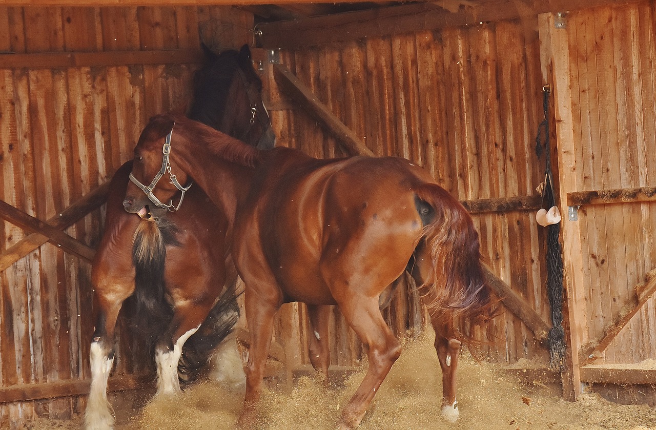 horses argue big horse free photo