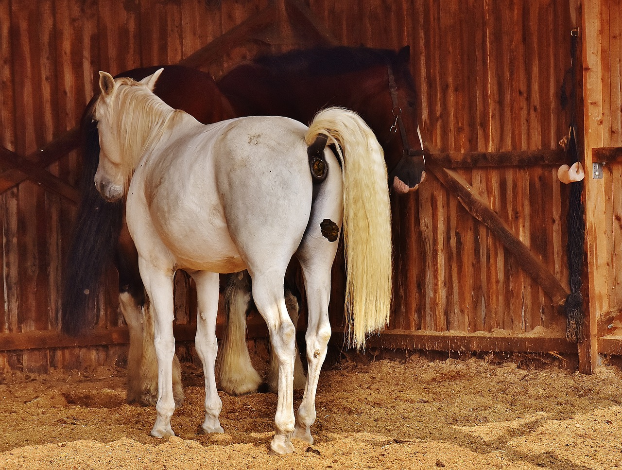 horses stall mold free photo