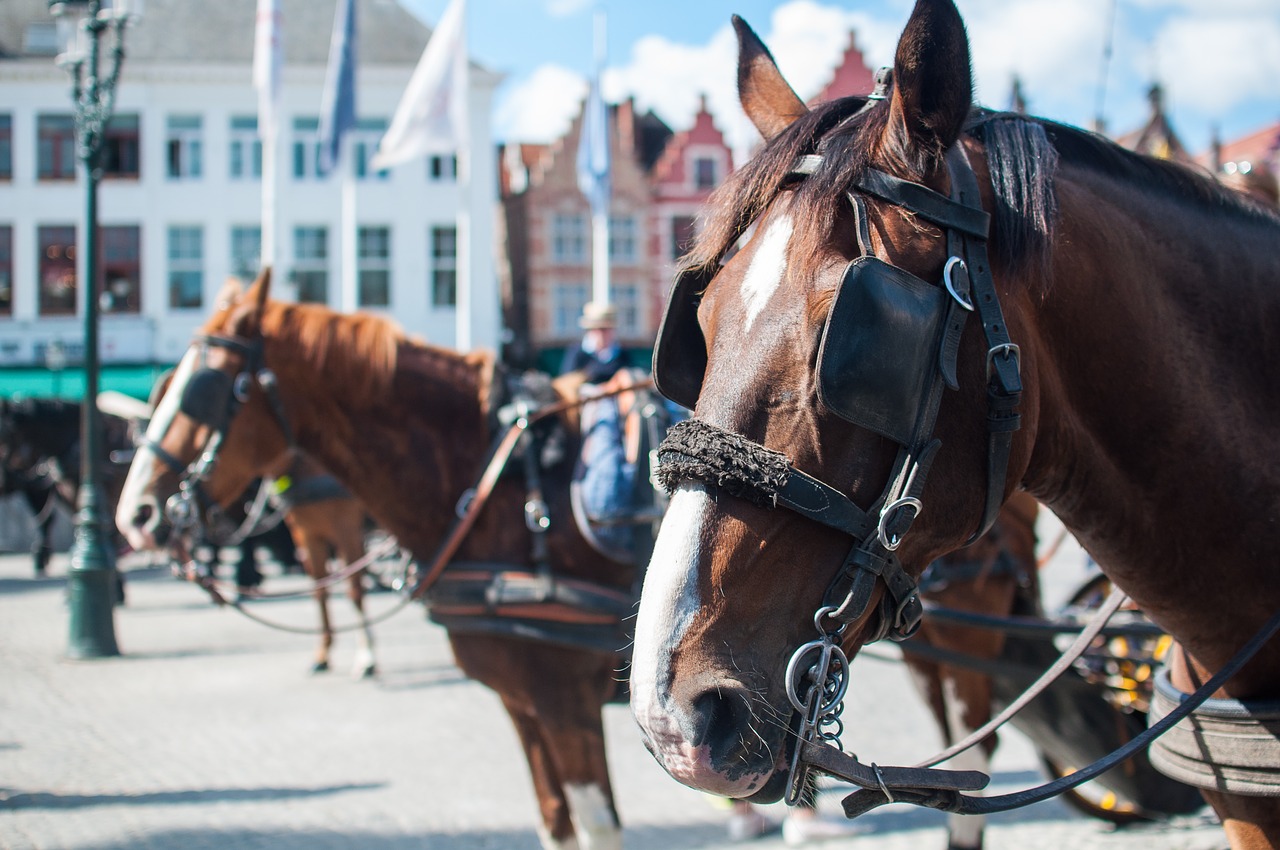 horses brown animals free photo