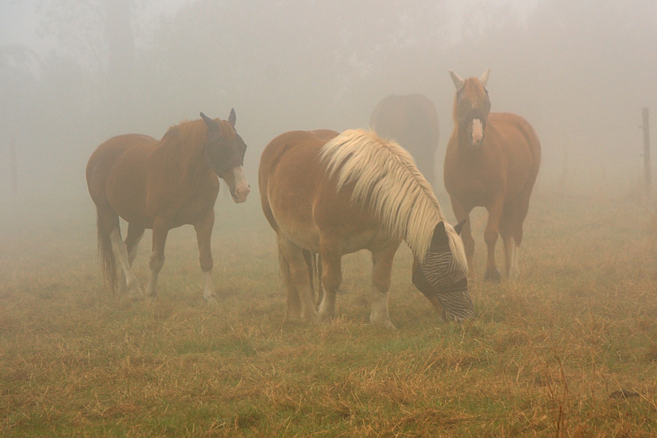 horses horse in mist fog free photo