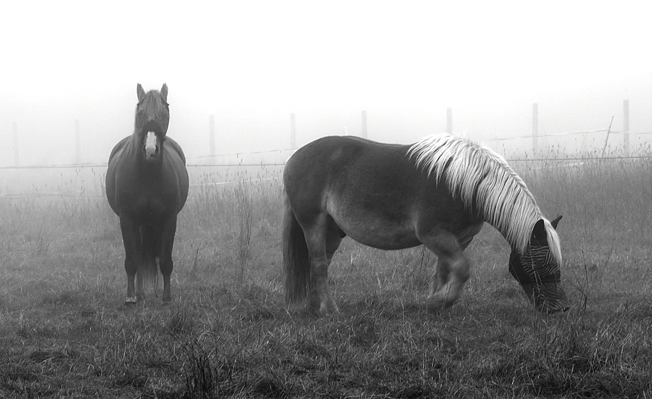 horses horse in mist fog free photo