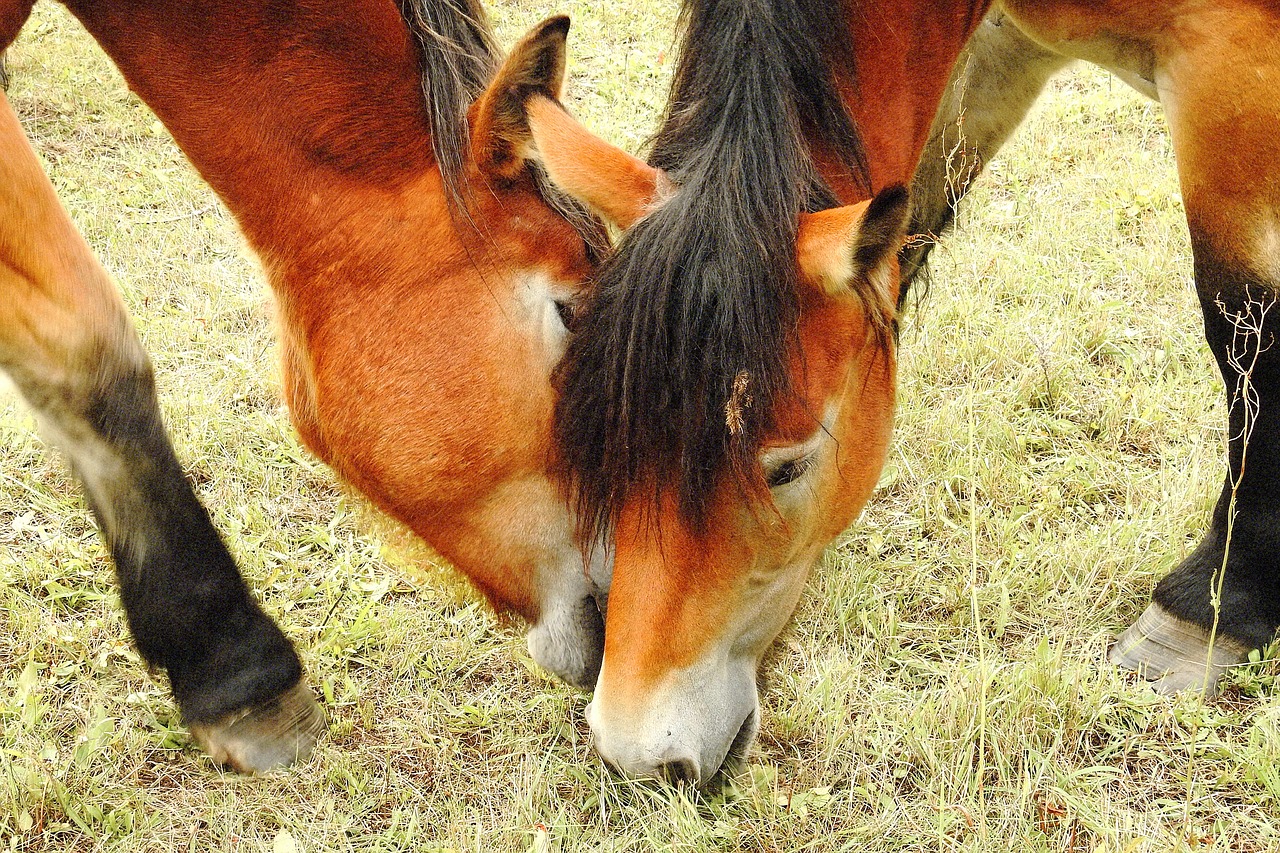 horses cold blooded animals mares free photo