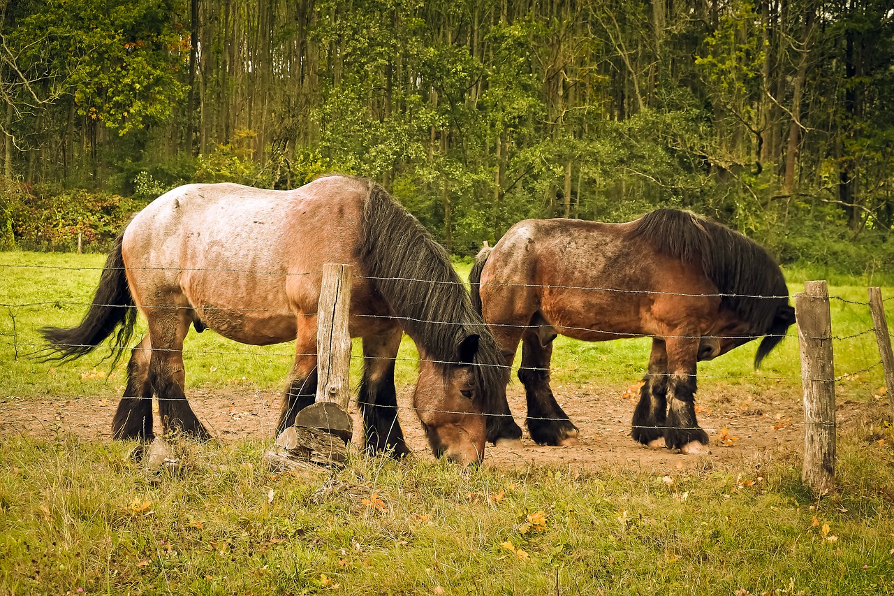 horses draft horses livestock free photo