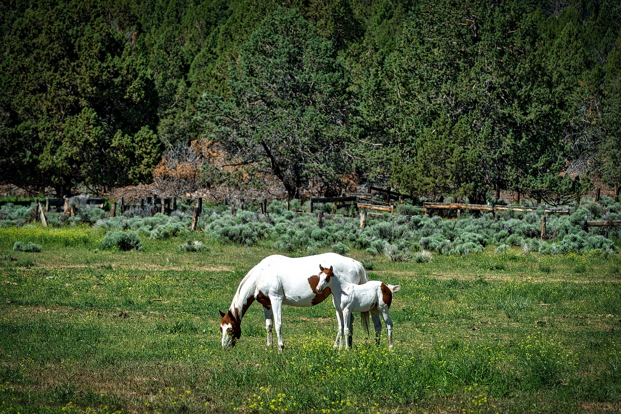 horses mother foal free photo