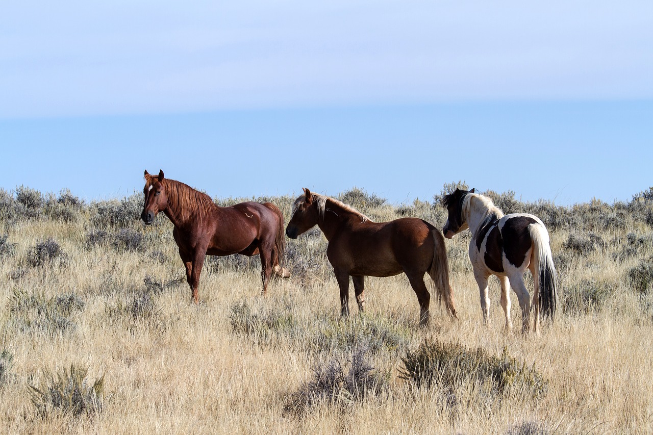 horses wild horses mustangs free photo