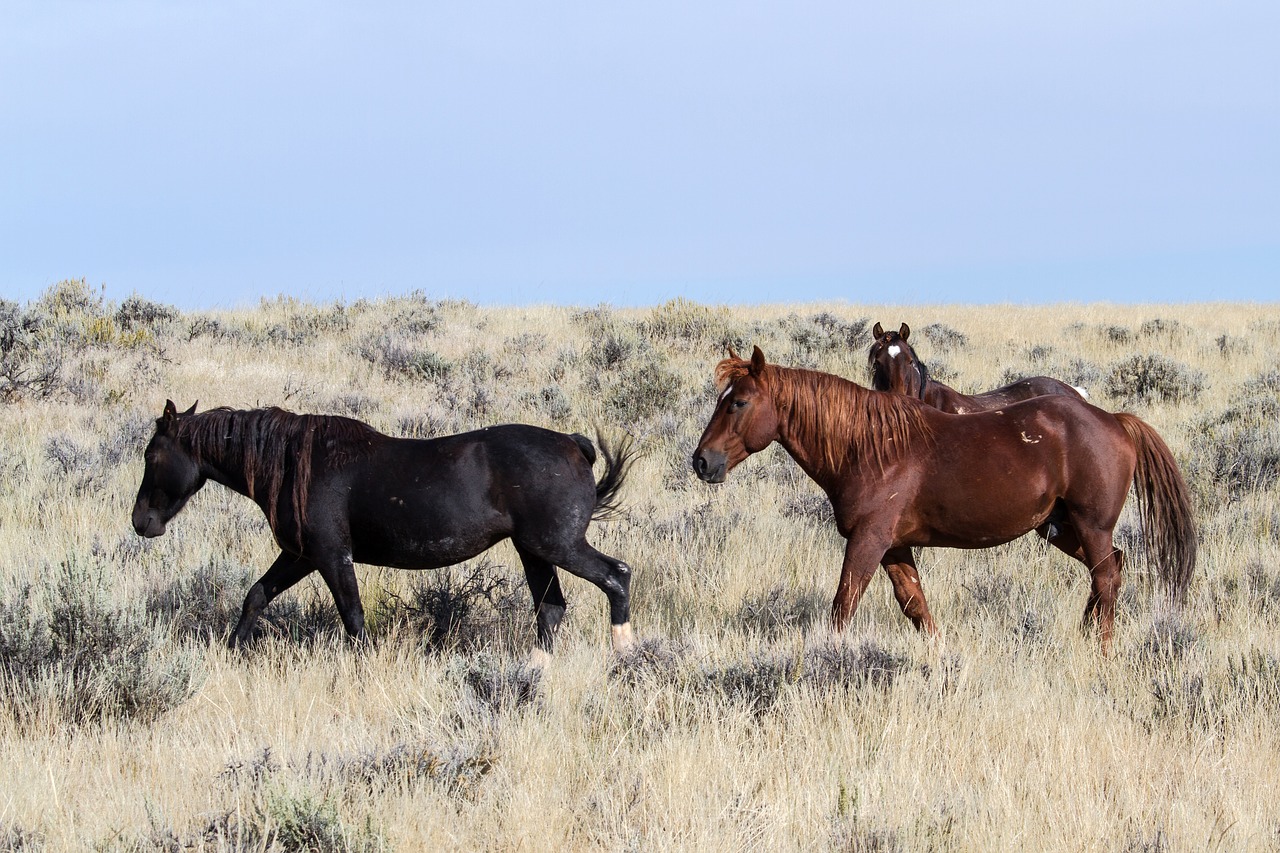 horses wild horses mustangs free photo