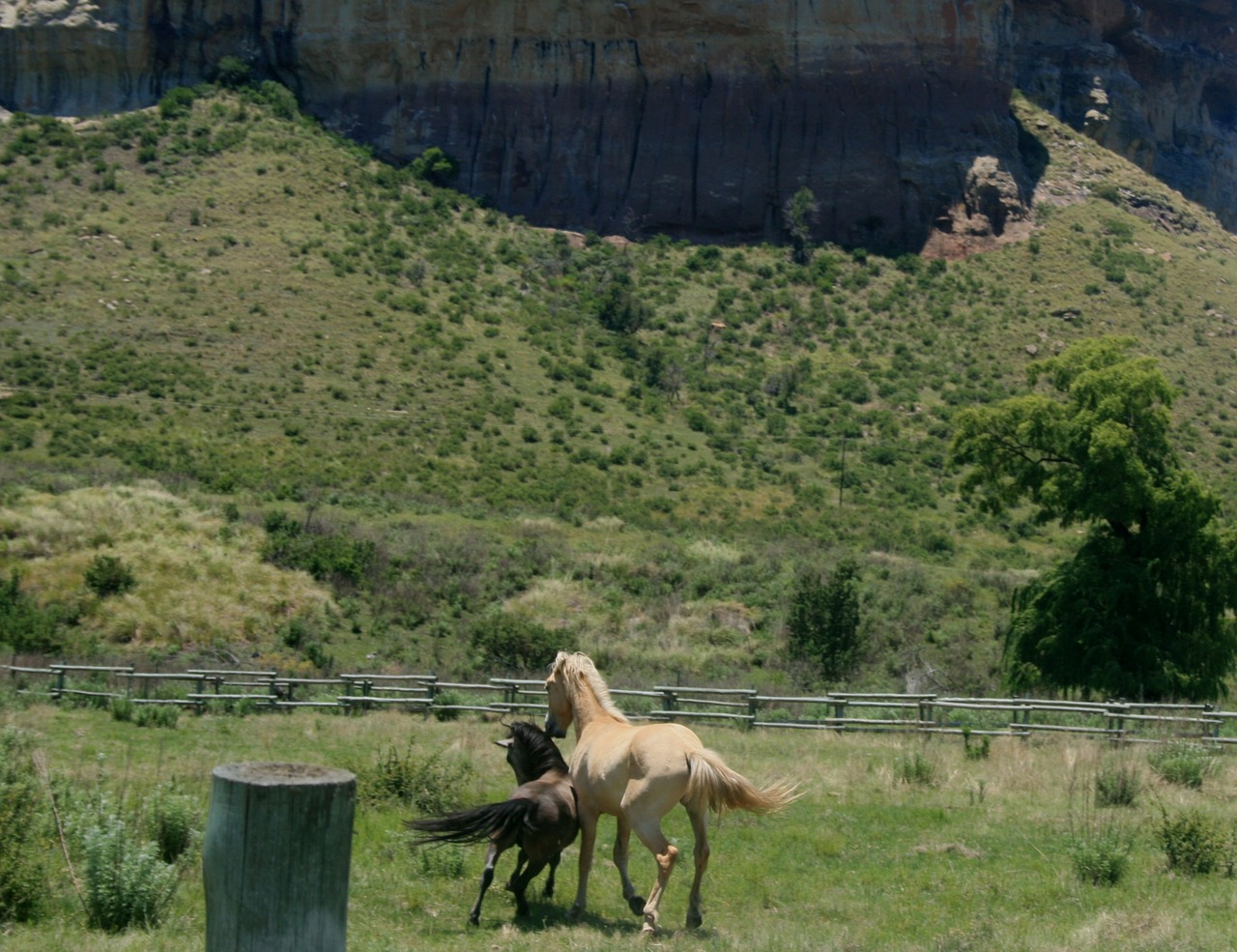 horses encounter mountain free photo