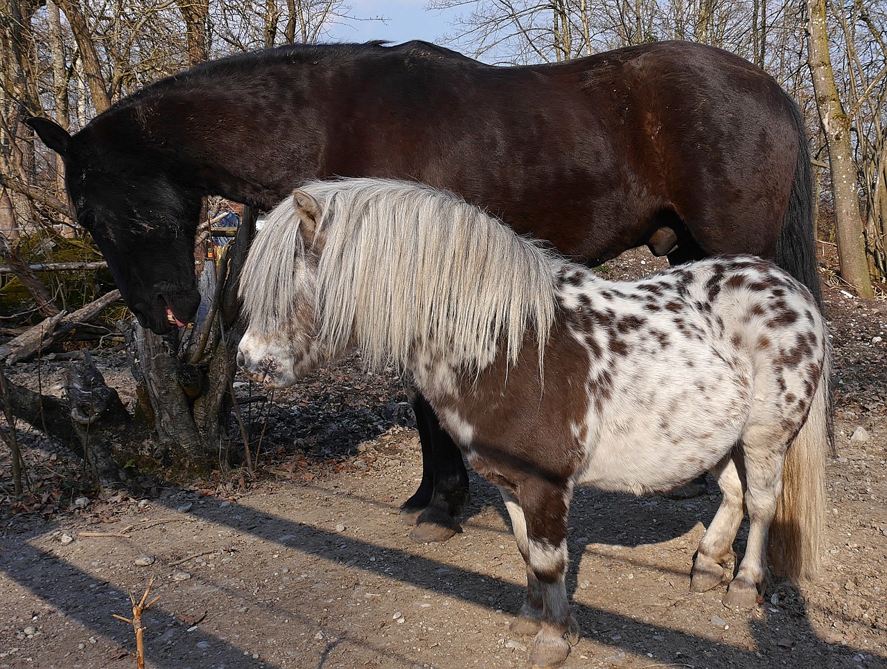 horses paddock animal free photo