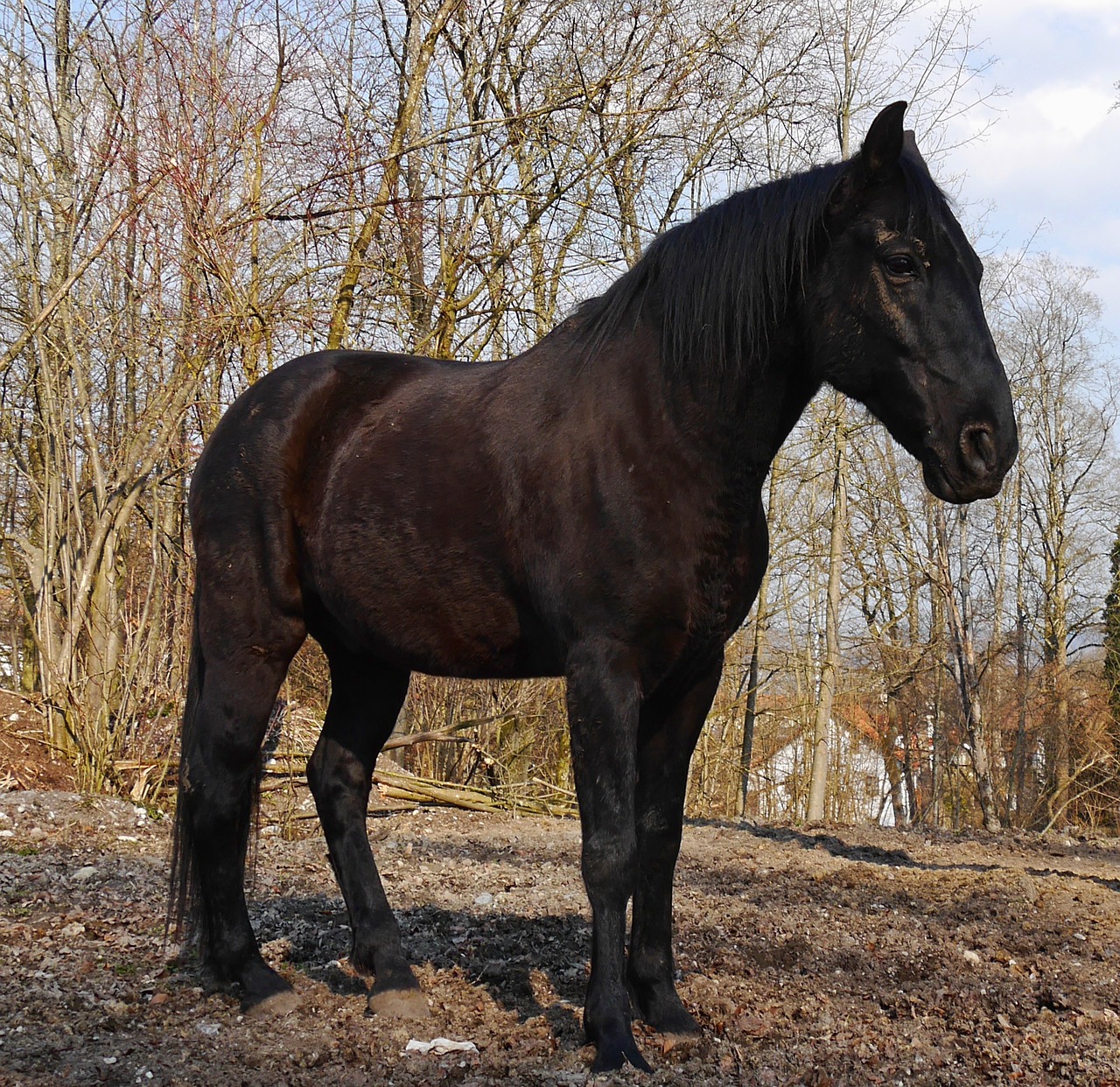 horses paddock animal free photo