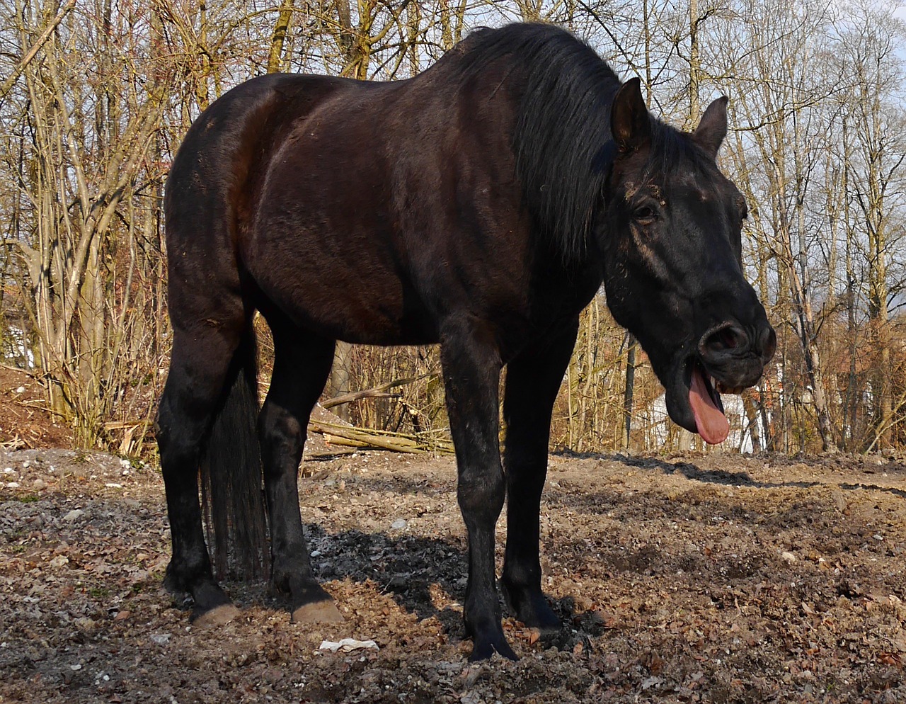 horses paddock animal free photo