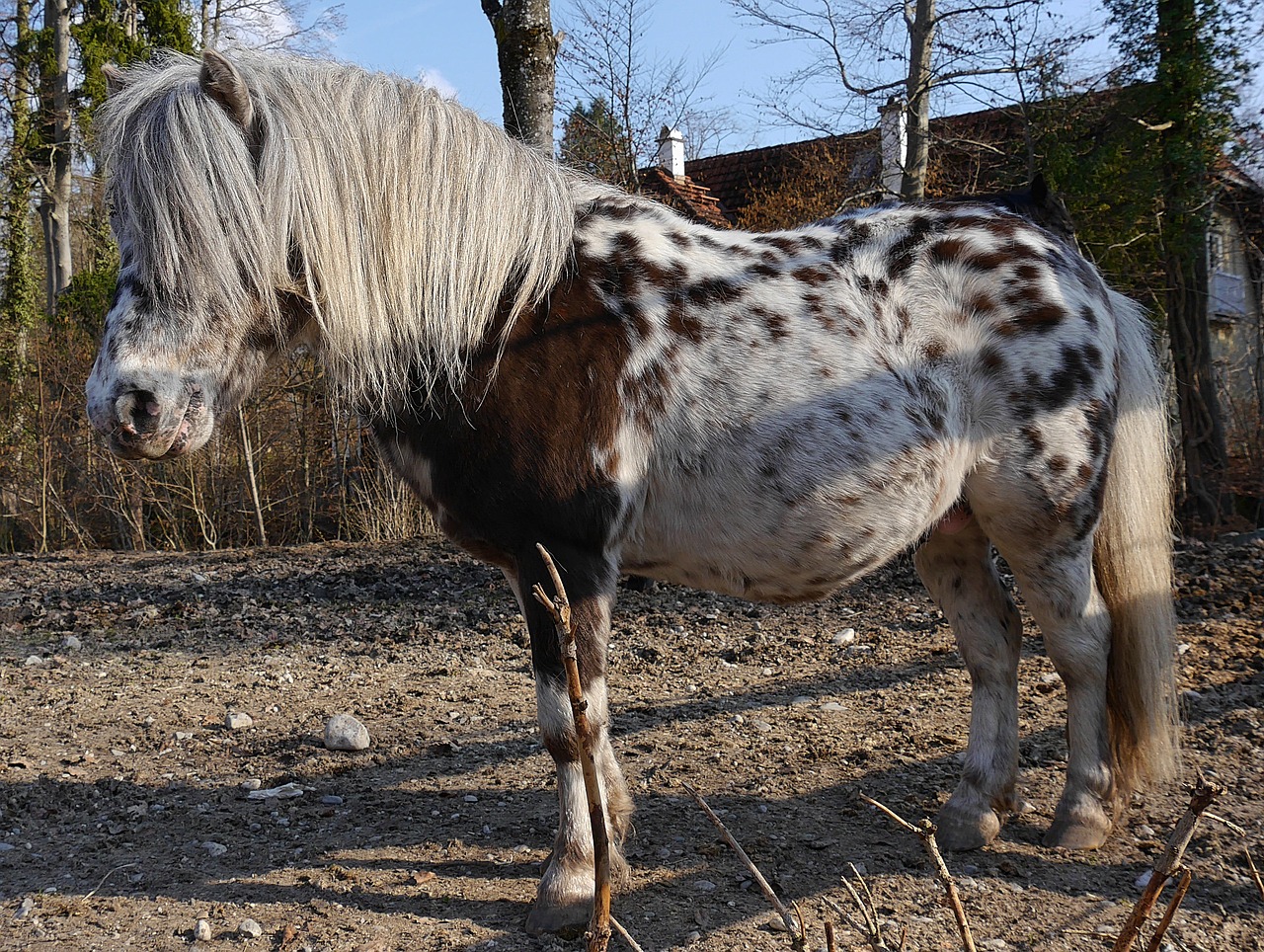 horses paddock animal free photo