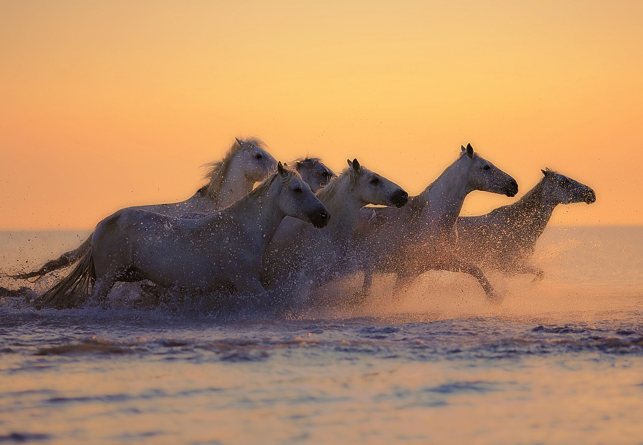 horses herd water free photo