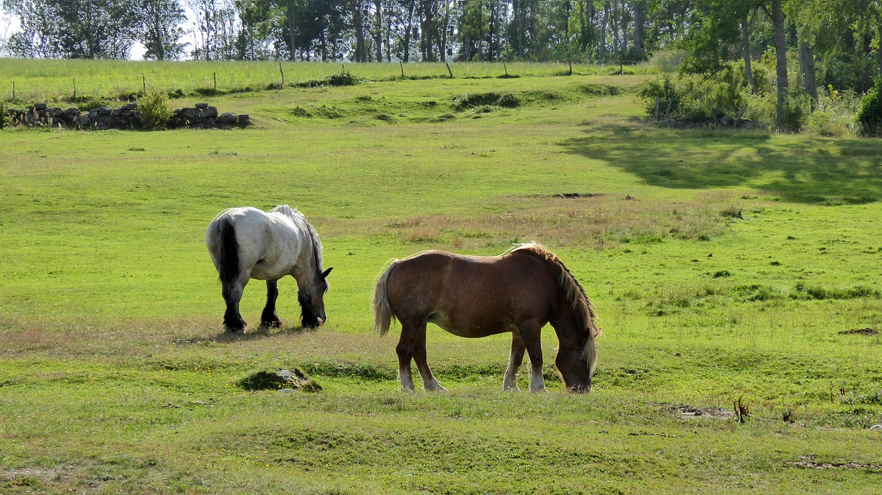 horses pasture summer free photo