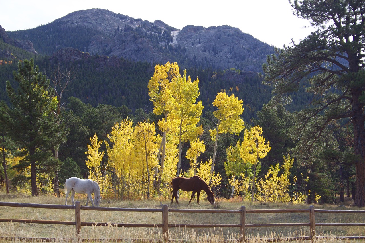 horses aspen fence free photo