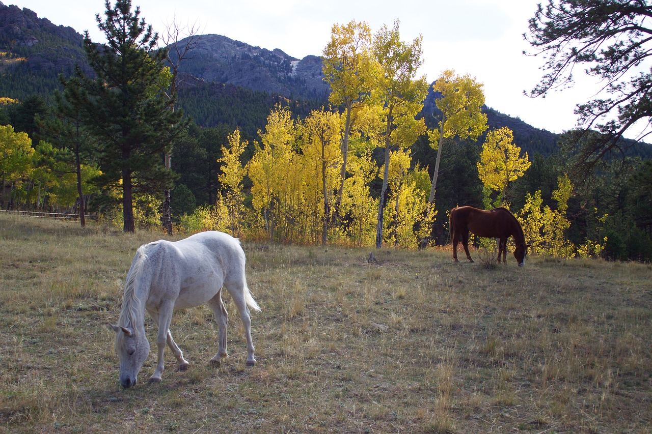 horses aspen mountain free photo