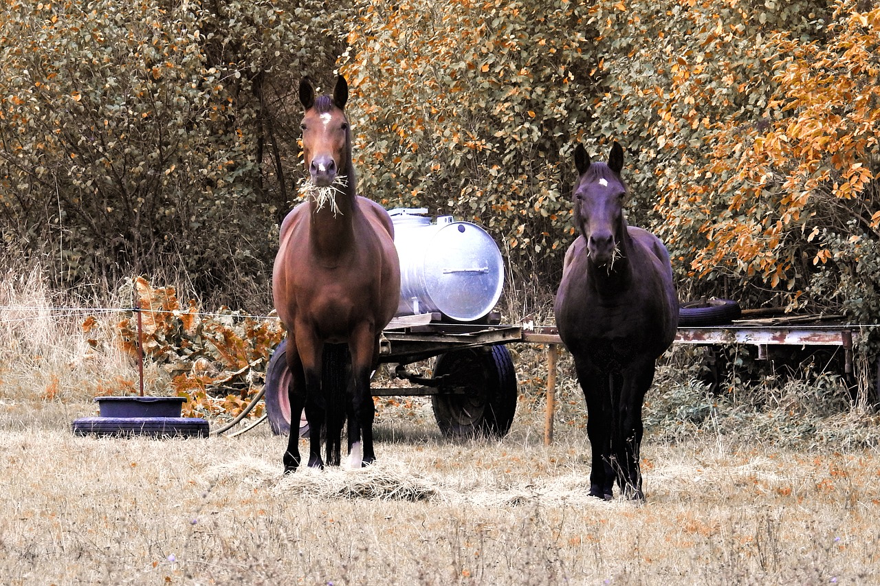 horses pasture coupling free photo