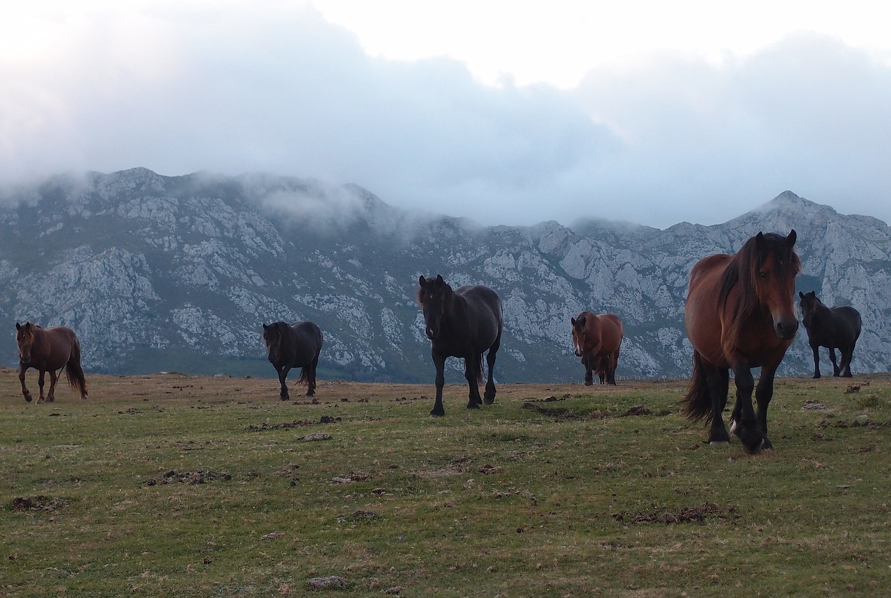 horses nature mountains free photo