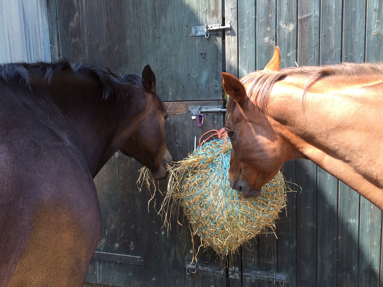 horses friends nature free photo