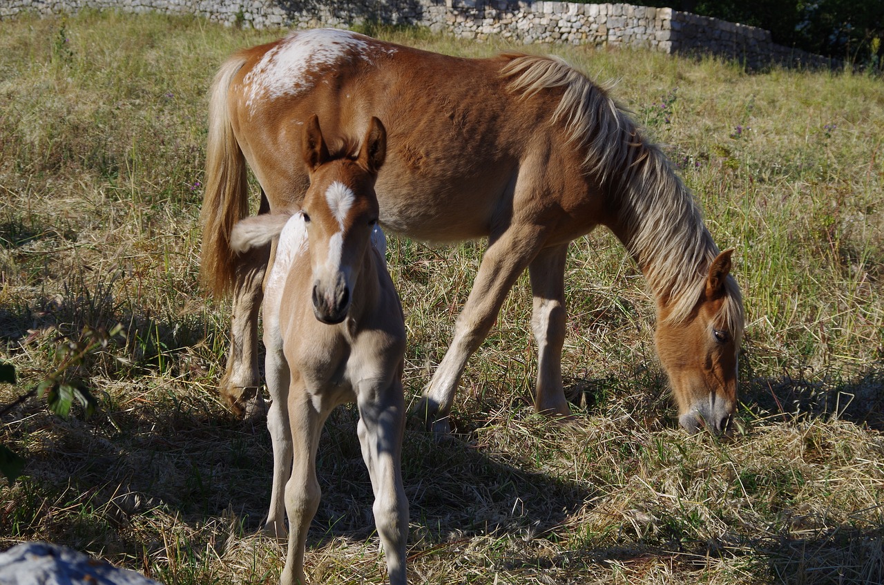 horses animals equine free photo