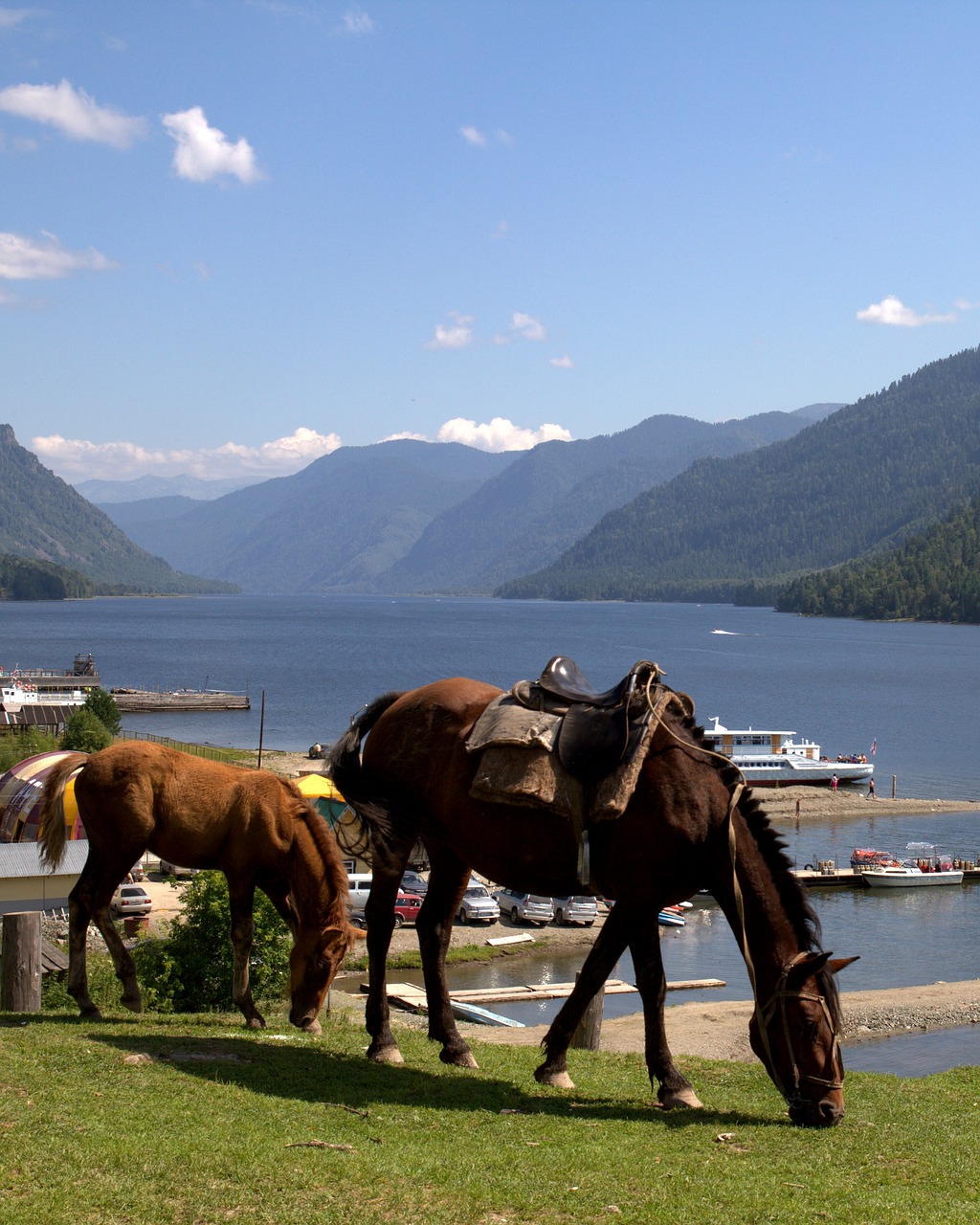 horses teletskoye altai free photo