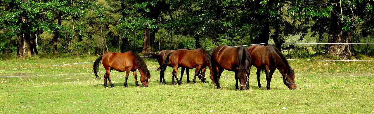 horses herd nature free photo