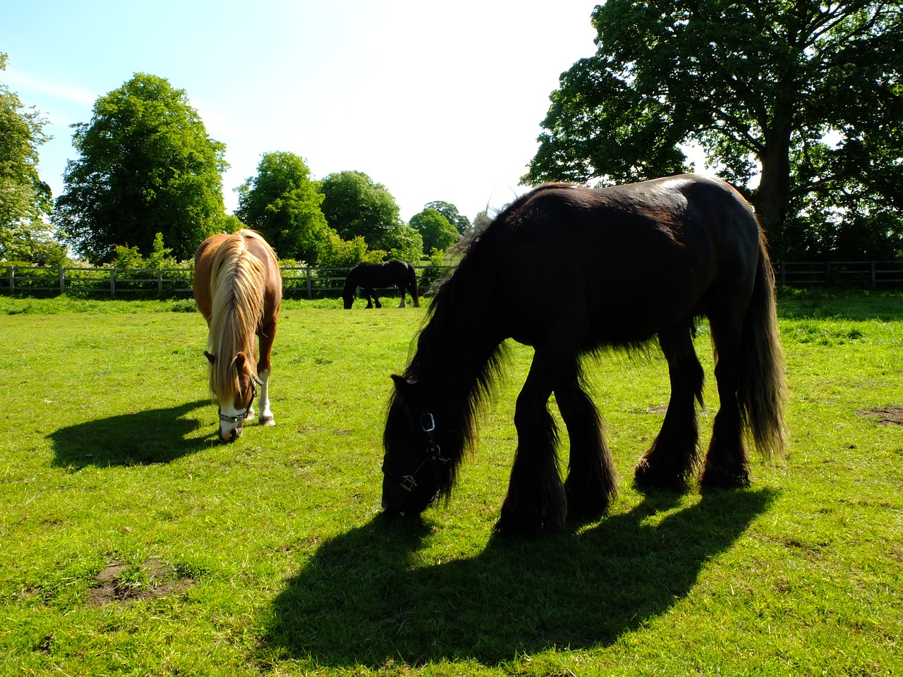 horses pasture ryedale free photo