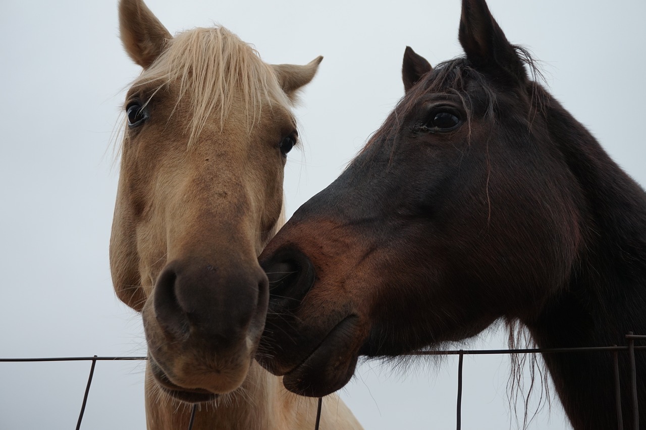 horses fence farm free photo