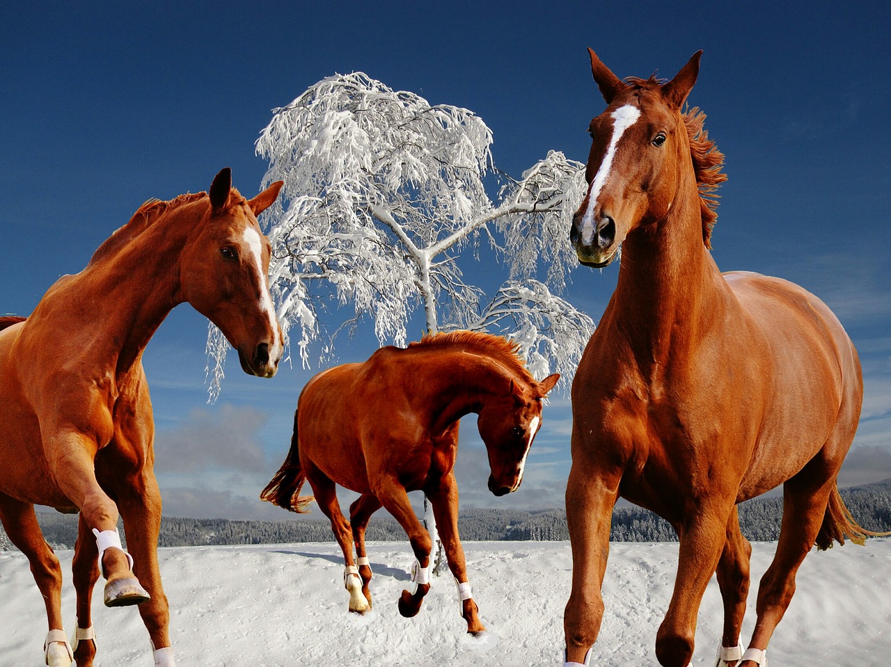 horses coupling winter free photo