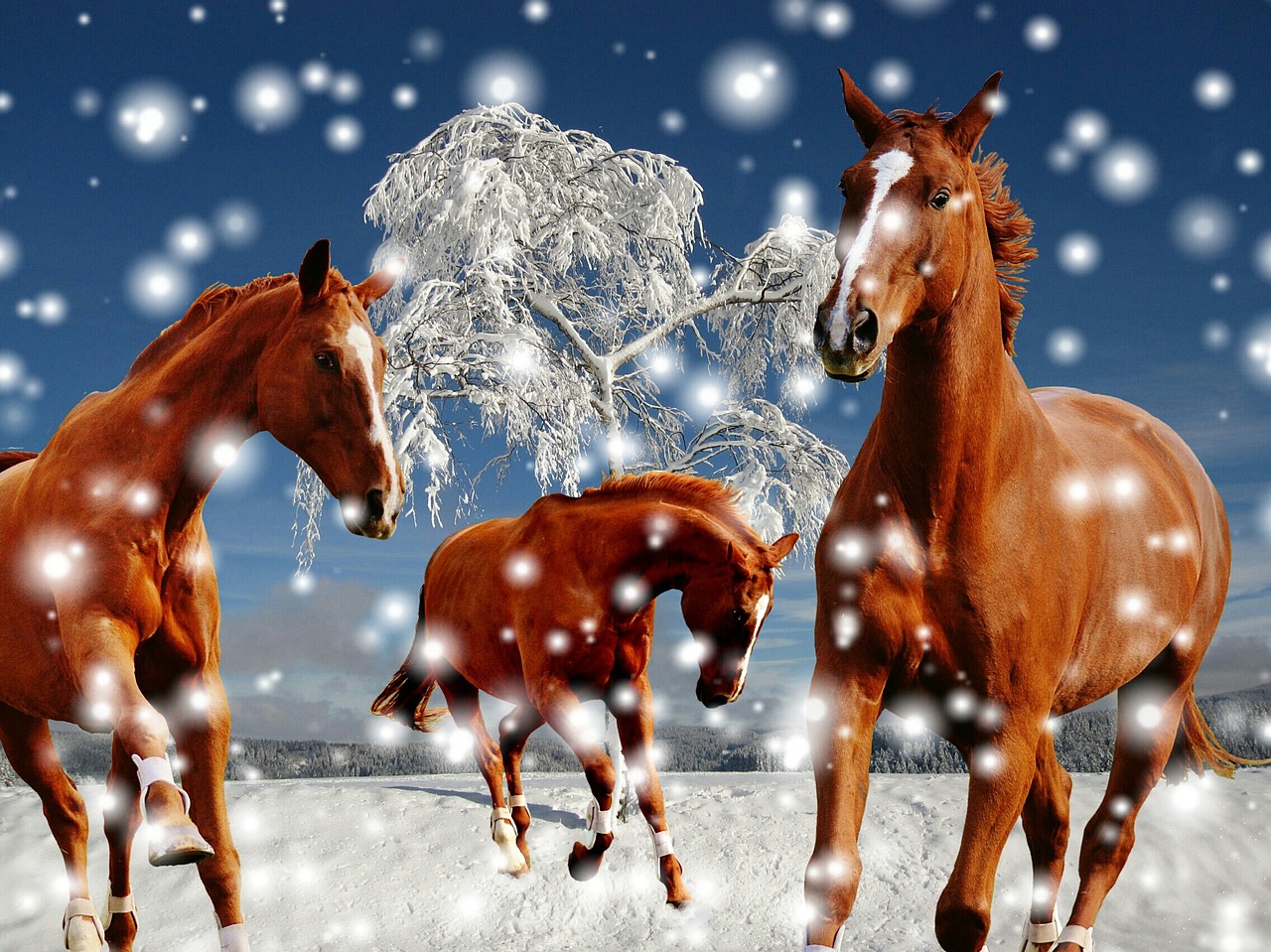 horses coupling winter free photo