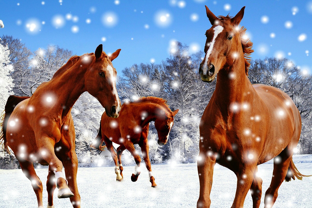 horses coupling winter free photo