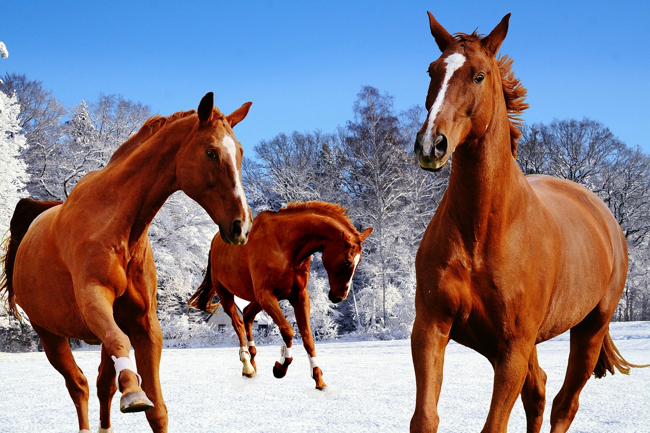 horses coupling winter free photo