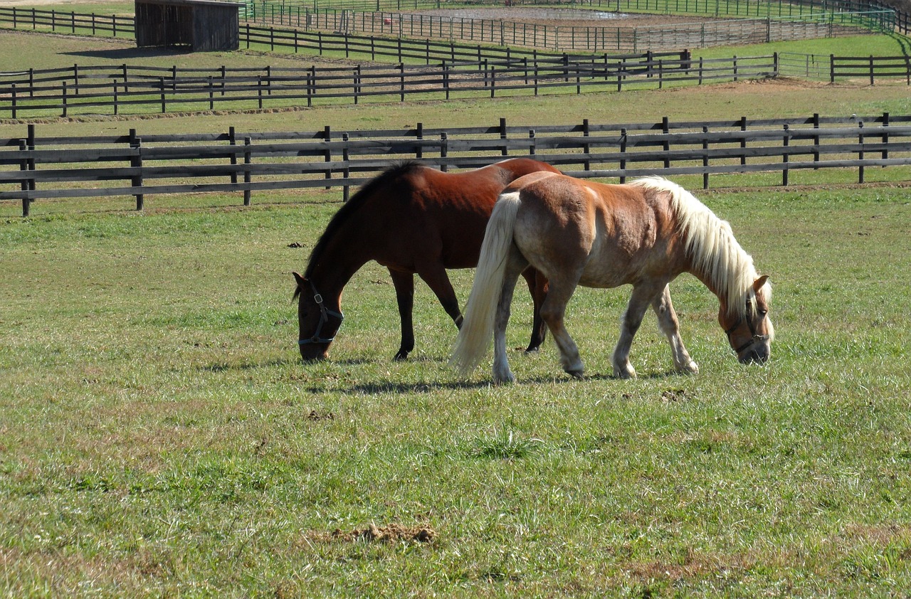 horses field pasture free photo