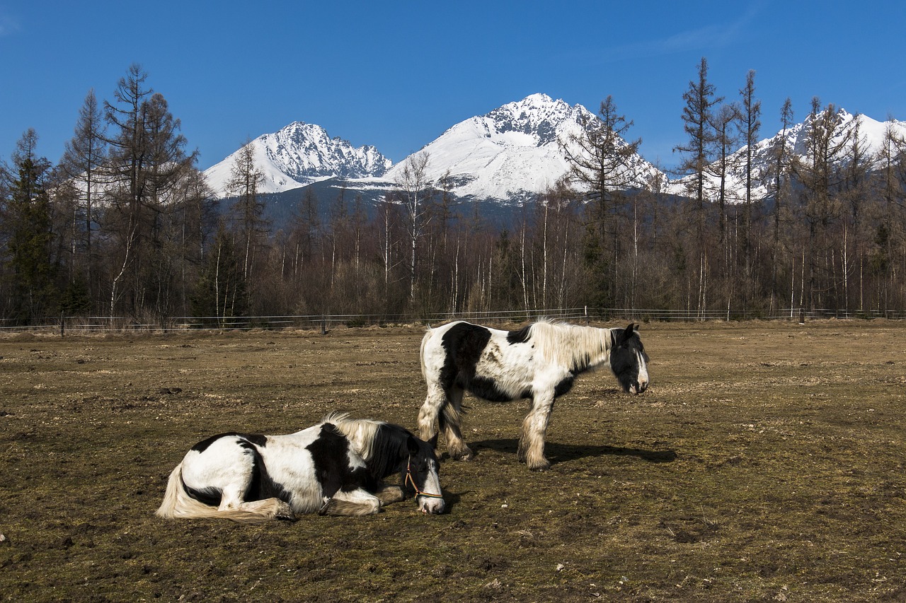 horses animals meadow free photo