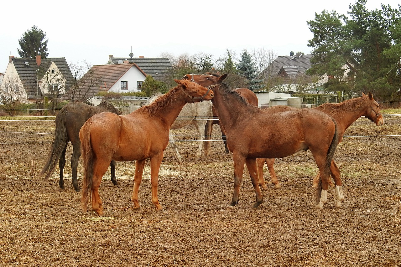 horses pasture paddock free photo