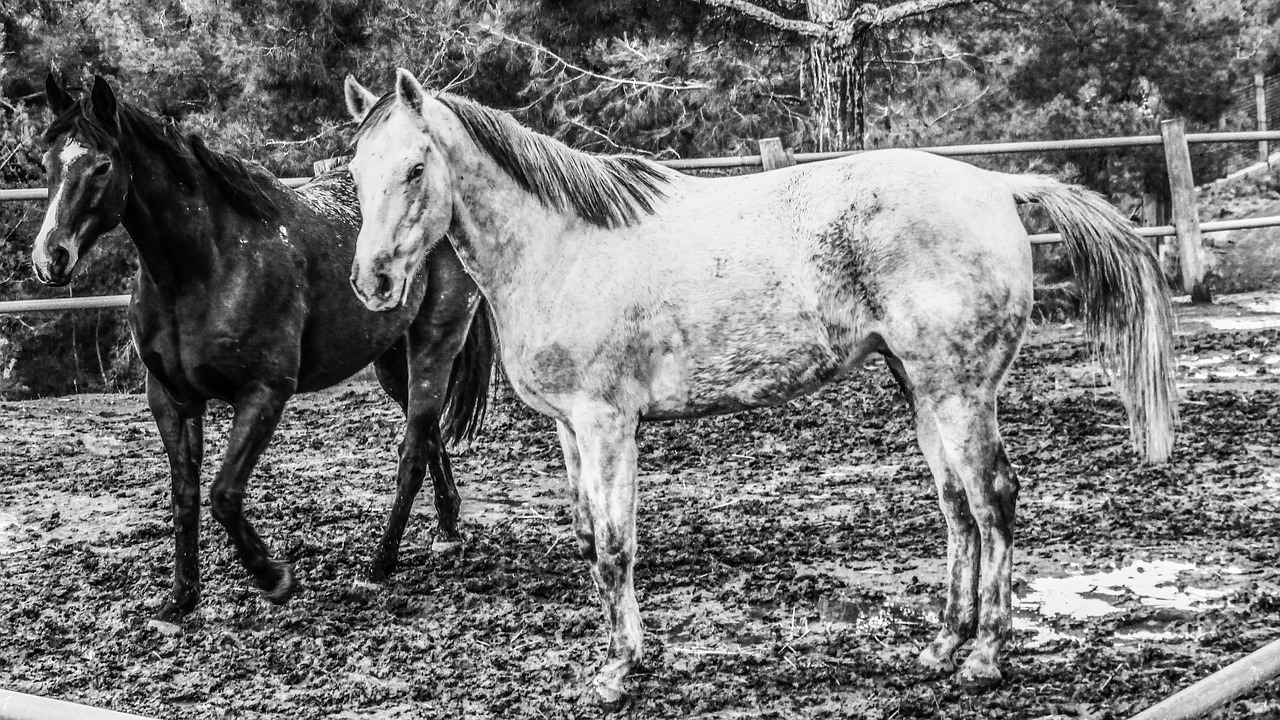 horses farm animal free photo