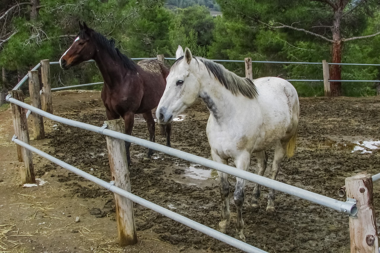 horses farm animal free photo