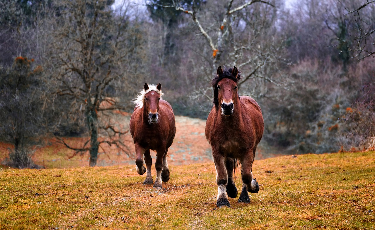 horses nature animal free photo