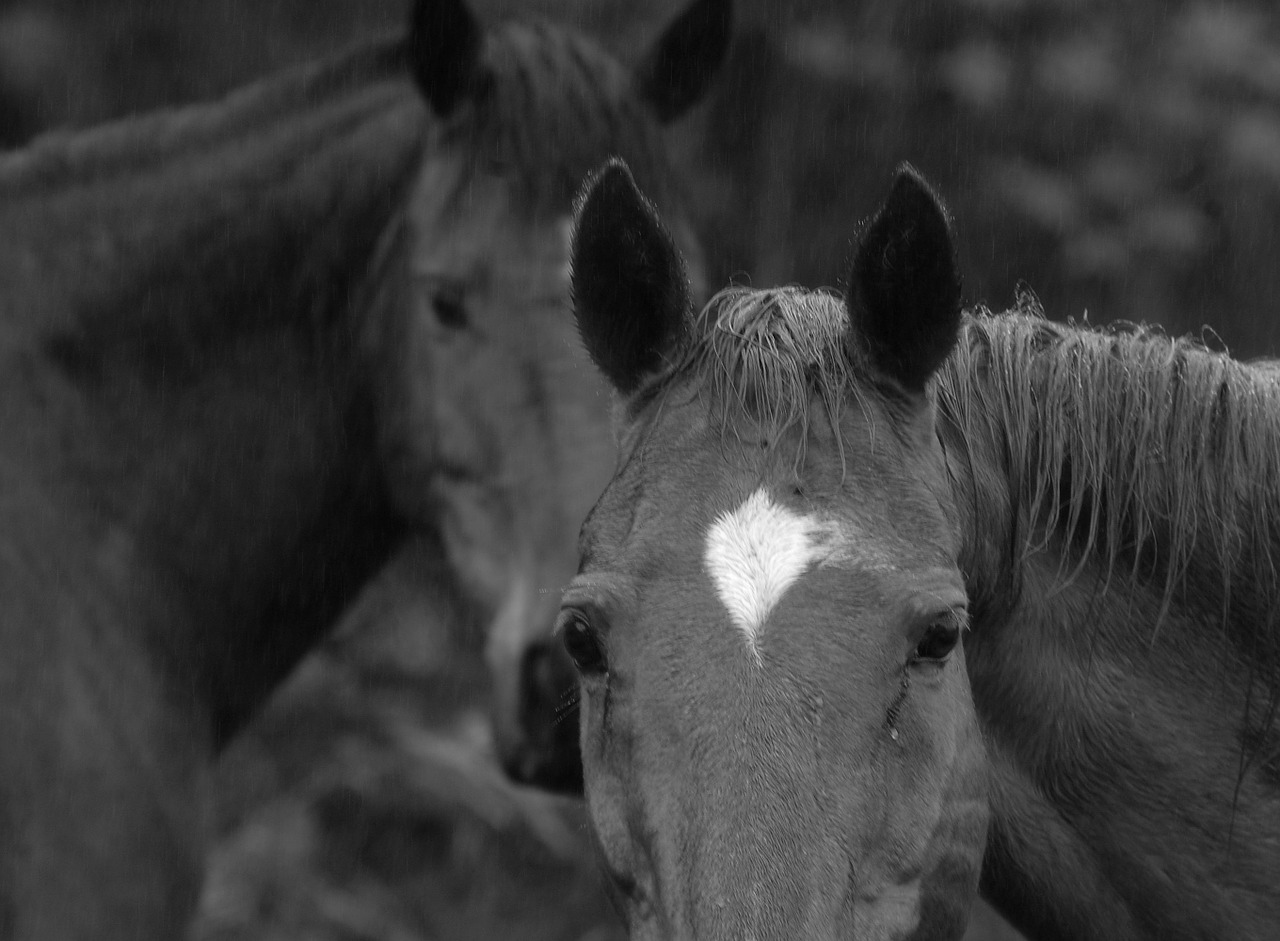 horses animals farm free photo