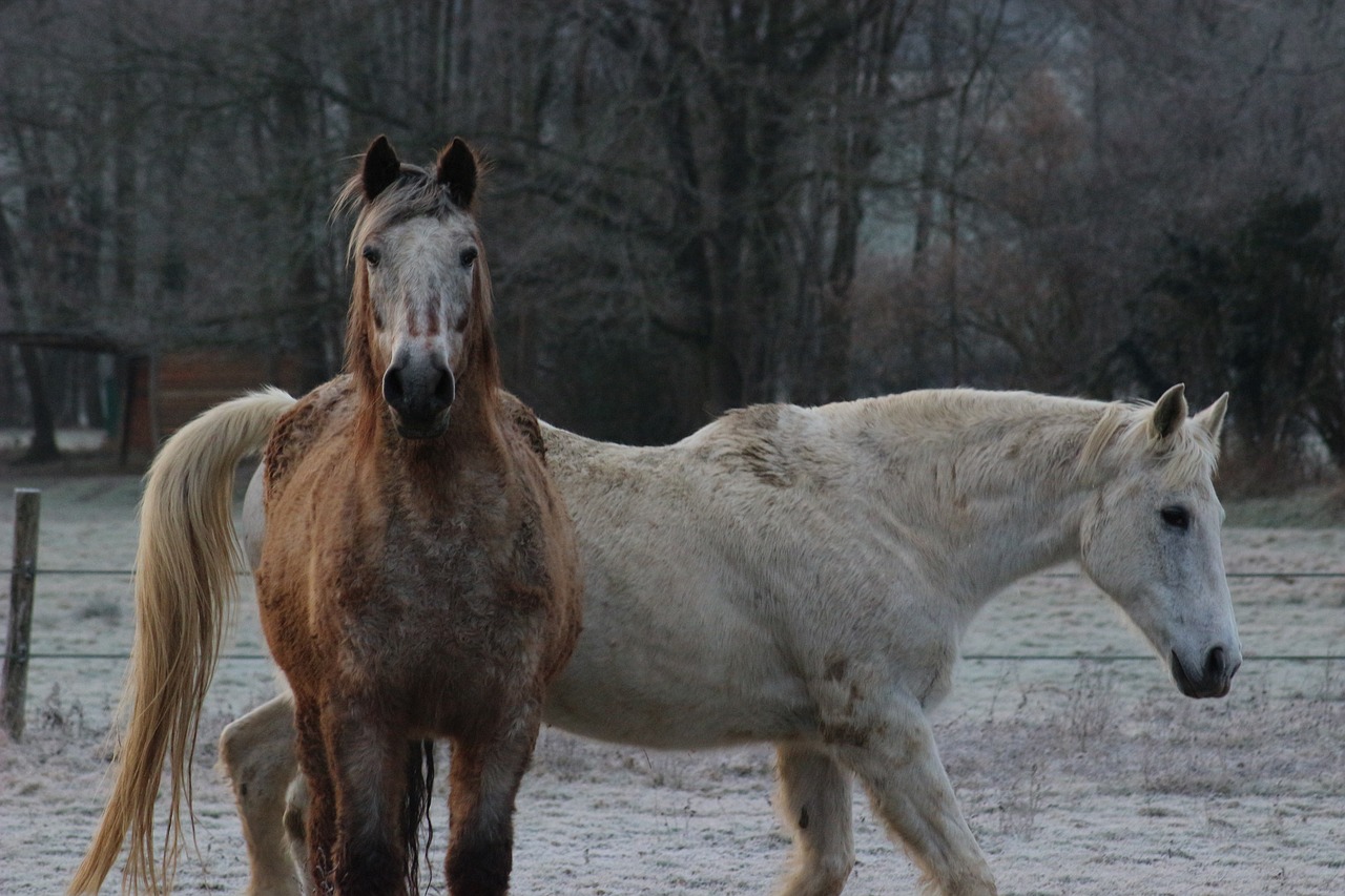 horses cold winter free photo