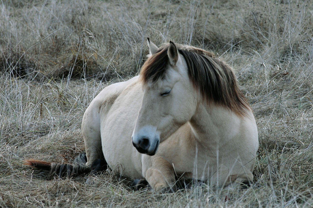 horses horse mare free photo