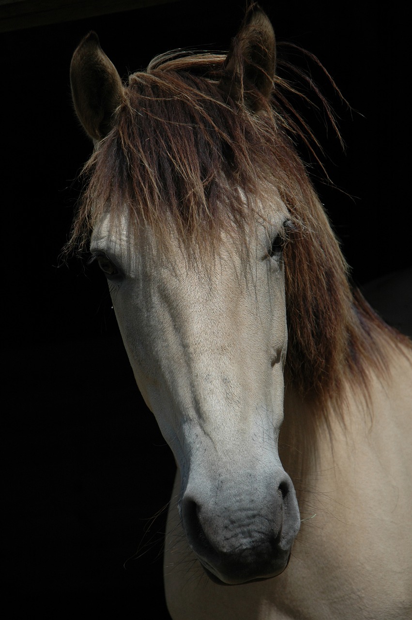 horses horse mare free photo