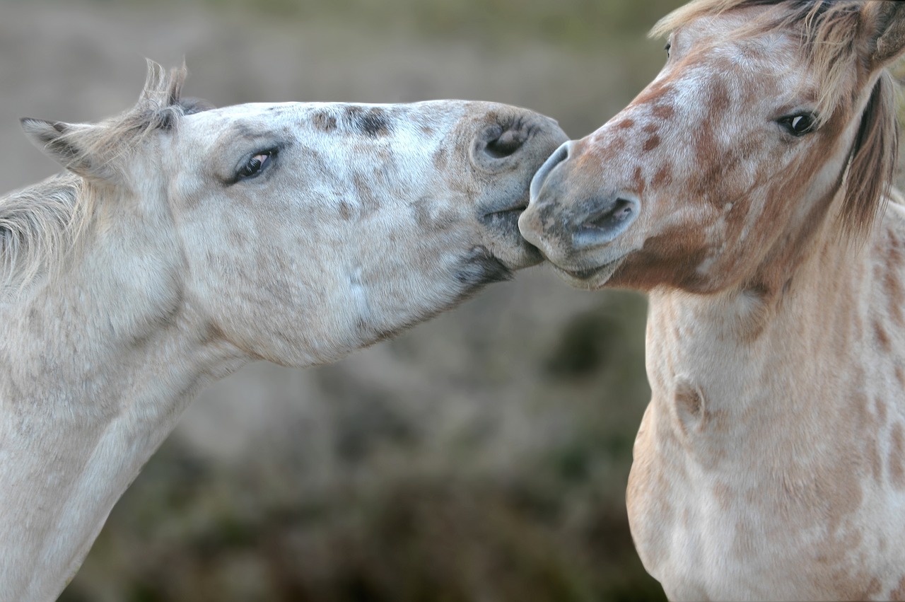 horses colts animals free photo