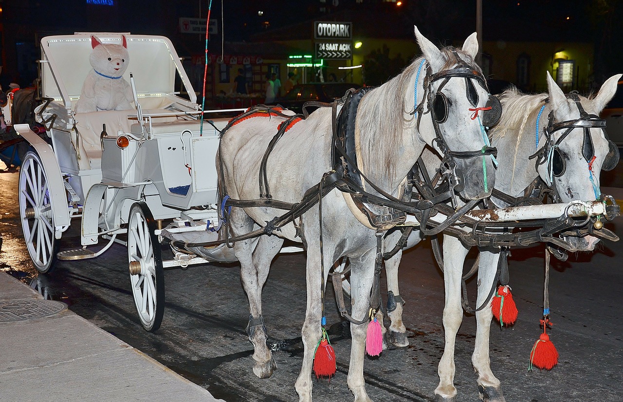 horses horse drawn carriage mold free photo