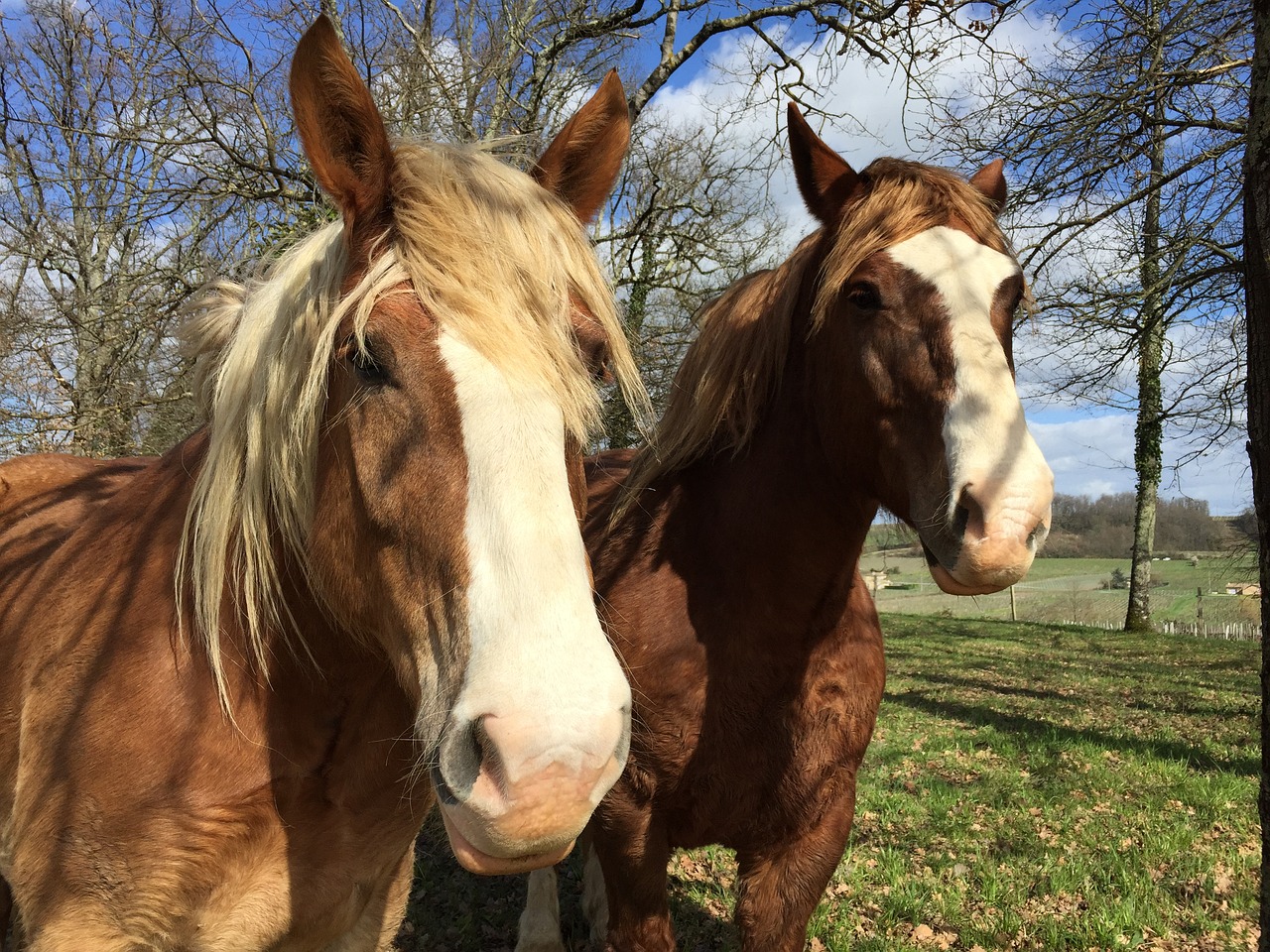 horses animal horse free photo