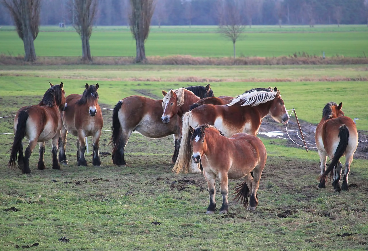 horses pasture cold blooded animals free photo
