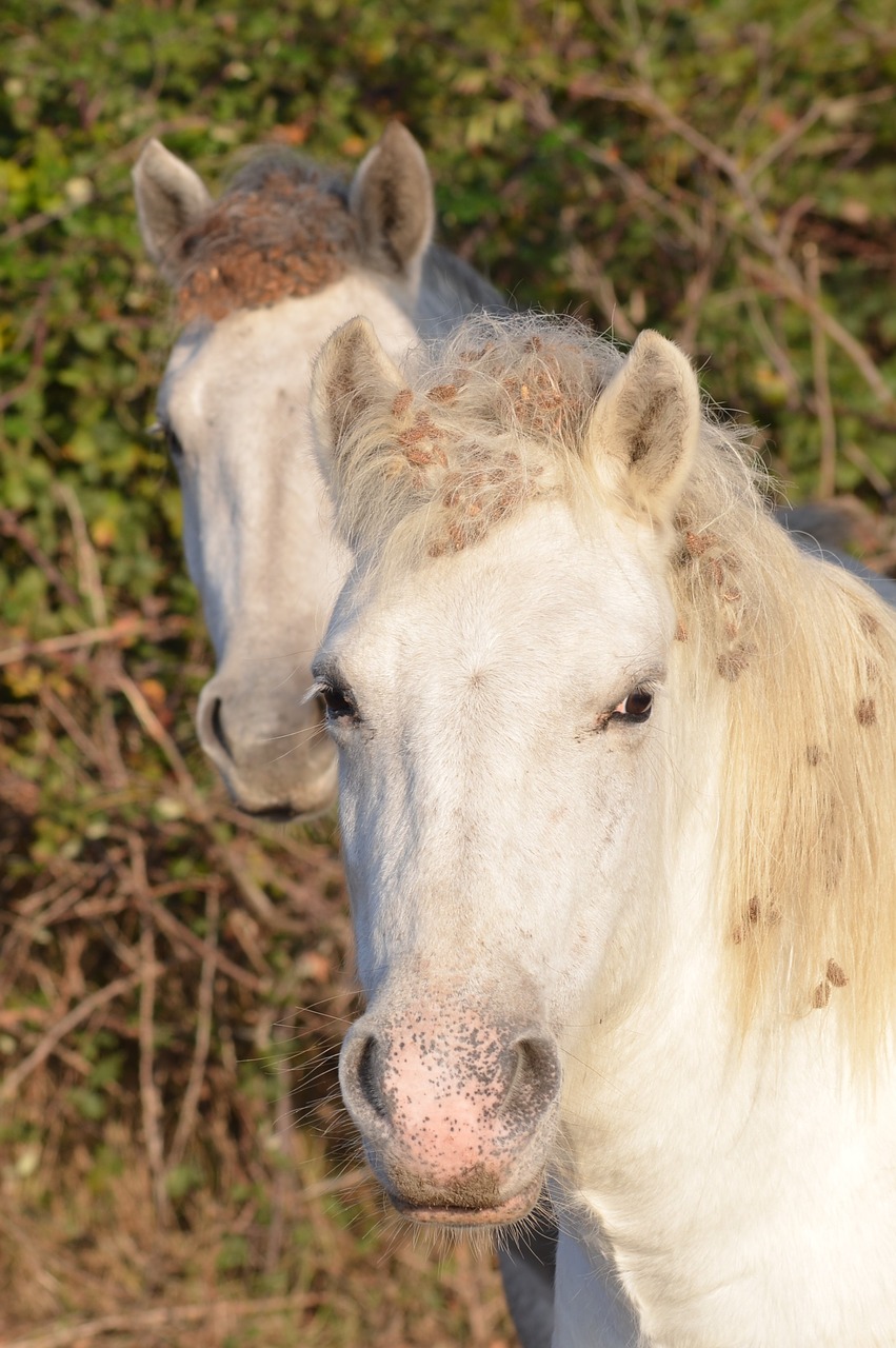 horses camargue animals free photo