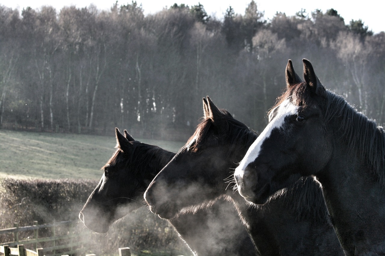 horses equestrian fence free photo